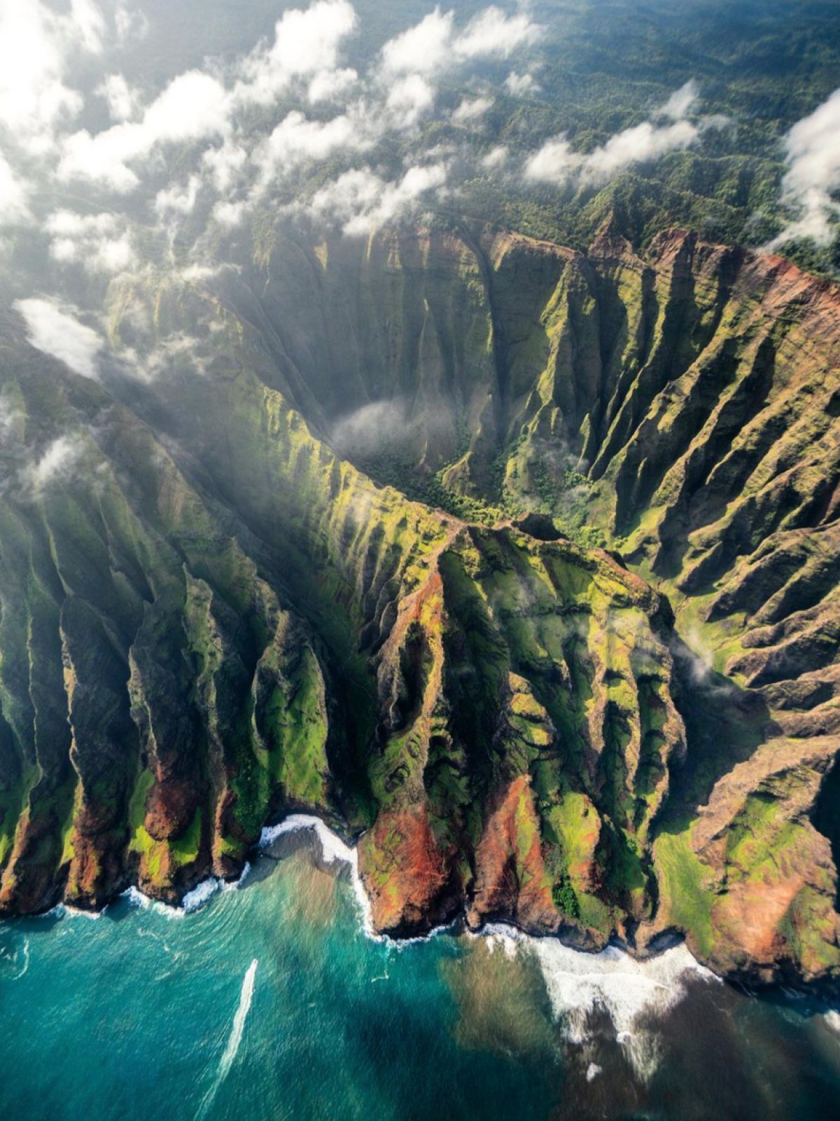 a close up of a plant with a mountain in the background